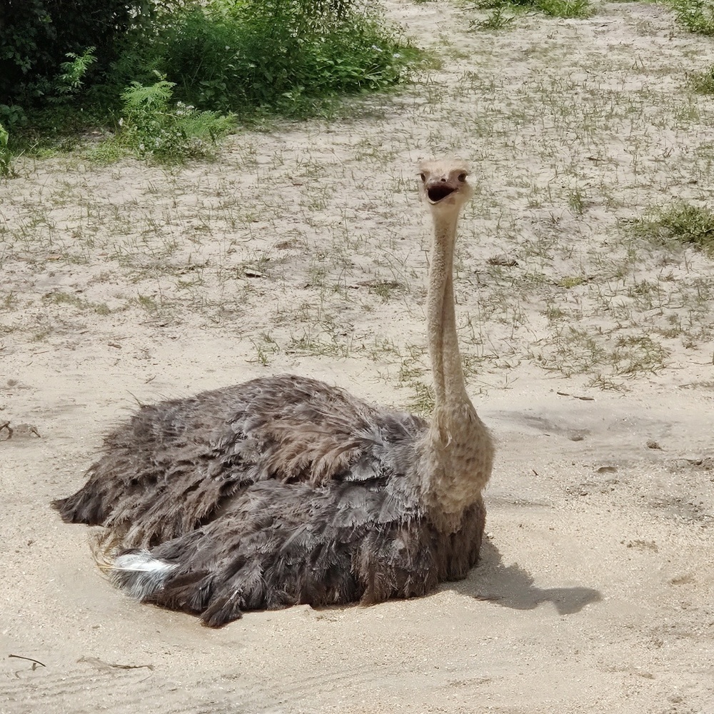 Meet your Posher, Sibyl